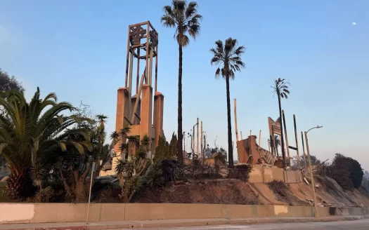 LA fires palm trees